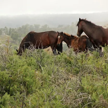 Dome With Sunset View - Iris D'arga Covas (Viana do Castelo)