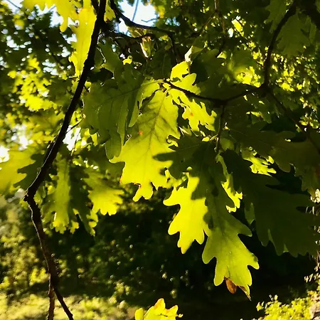 Dome With Sunset View - Iris D'arga Luksustelt Covas (Viana do Castelo)