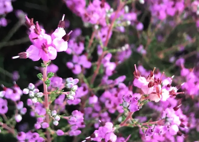Dome With Sunset View - Iris D'arga Роскошный шатер *