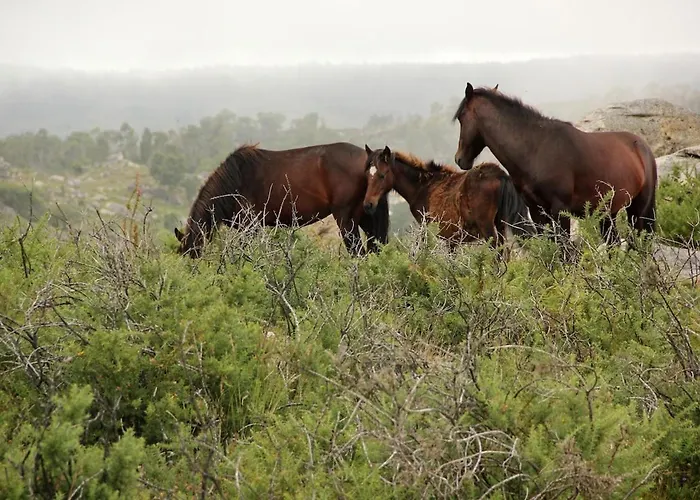 Dome With Sunset View - Iris D'arga Covas (Viana do Castelo)
