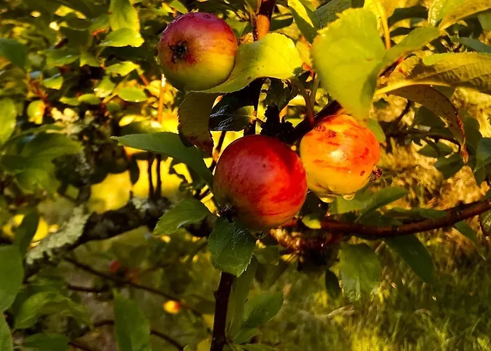 Dome With Sunset View - Iris D'arga Роскошный шатер *