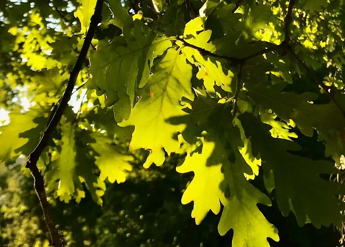 Dome With Sunset View - Iris D'arga Роскошный шатер Covas (Viana do Castelo)